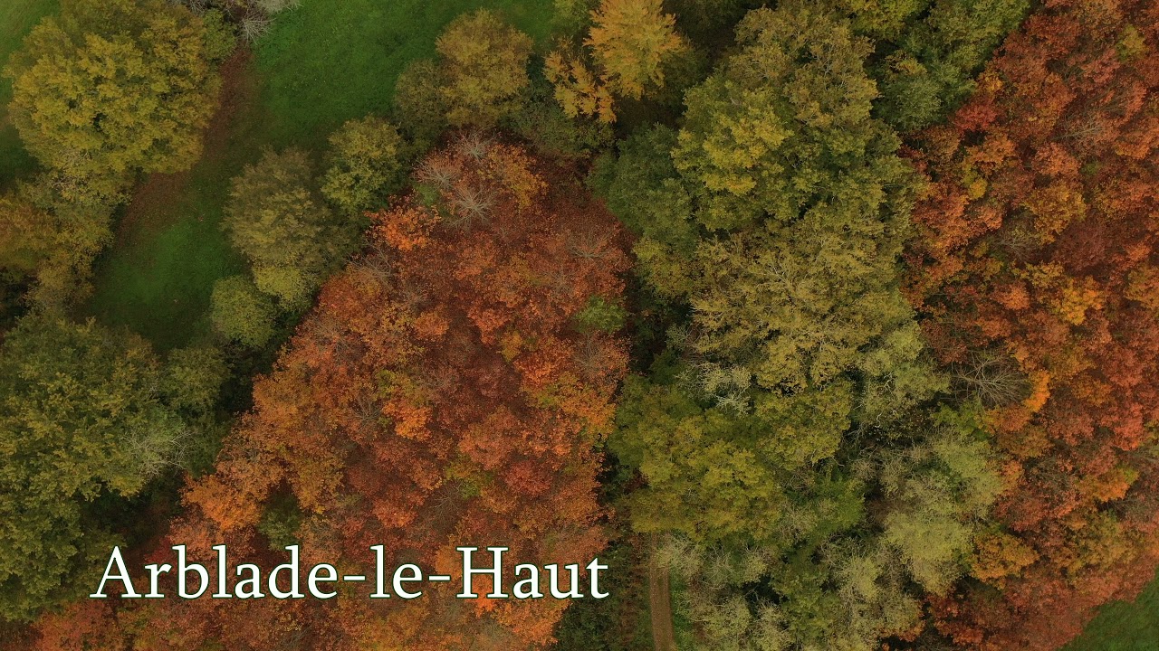 Palombes sur le Gers - 2éme épisode en  4K