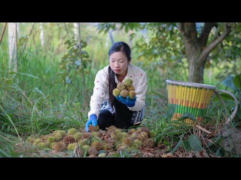 全身长满刺的食材，可以当零食也可以拿来做菜｜Chinese chestnut recipe｜野小妹 wild girl