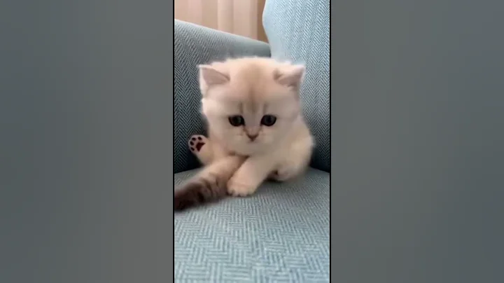 Video 11888471: pet cat kitten kitty, kitty kitten pet cute, kitten kitty pets funny, kitten cat adorable kitty, cuty kitty cat, pet traveler