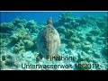 Malediven - Fihalhohi Resort - Unterwasserwelt 10/2019