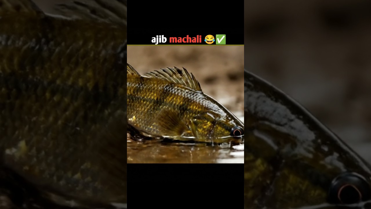 Climbing perch fish 🐟