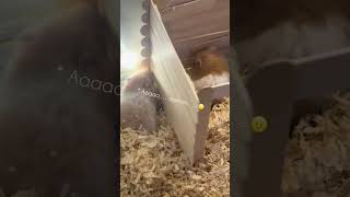 Power 😤 #vlog #hamster #shortvideo #pets #cute #animals #fluffy #funny