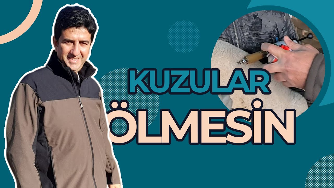 DR.KOYUNCU - KOYUNLARDA ENTEROTOKSEMİ ( ÇELERME, BROZA, KIRAĞI ) HASTALIĞININ ÖNEMİ