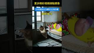 #猫meme #搞笑 #表情包 #貓meme #貓貓最可愛