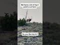 Do You Like Big 5-Point Elk Bulls? 🦌👀 #shorts