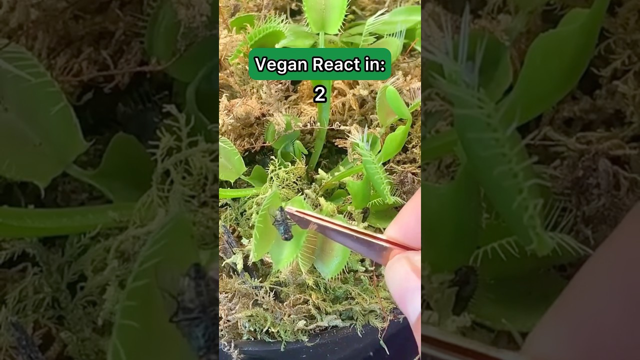Vegan Reacts to non-vegan Plants 
