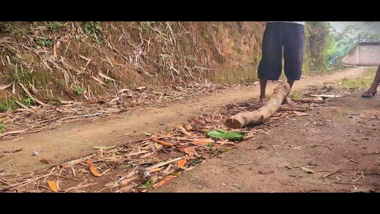 Skilled Farmer Splitting Green Bamboo Traditionally 