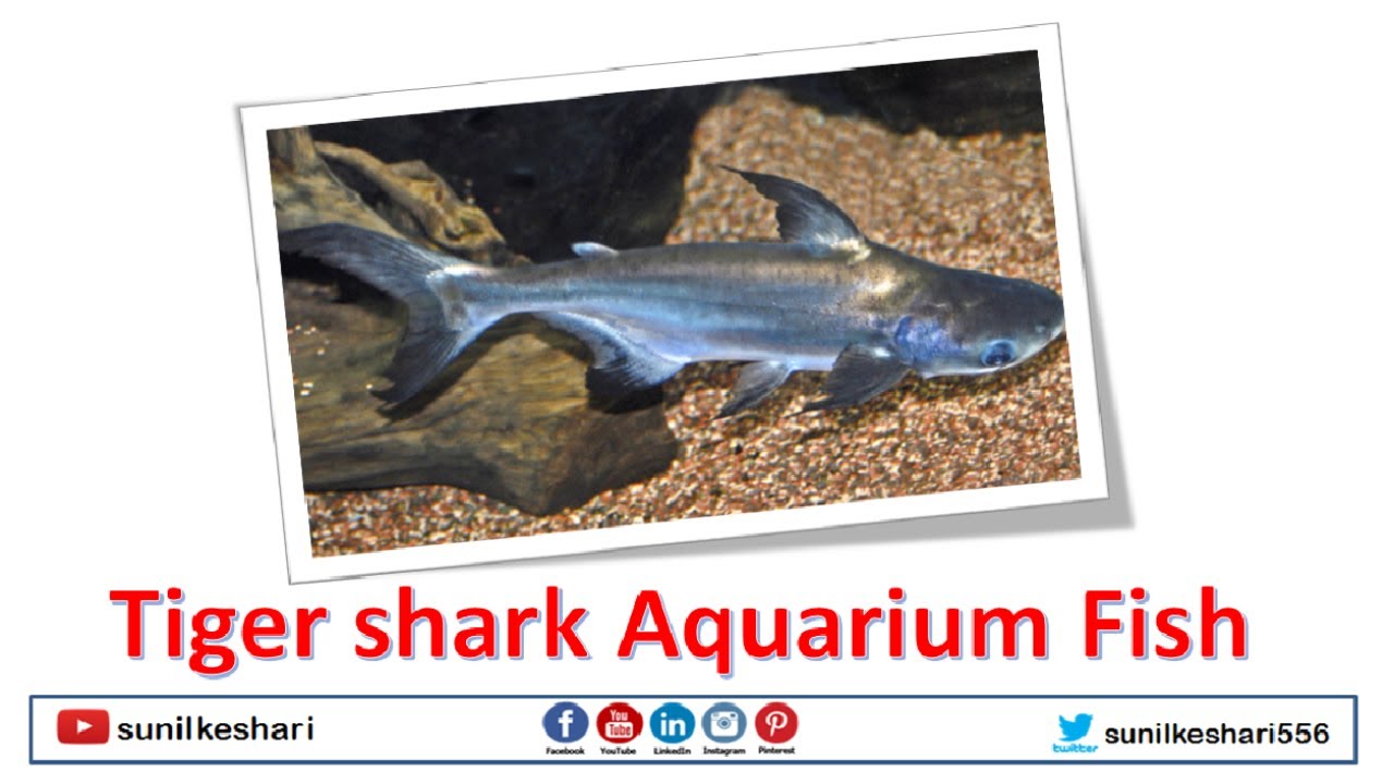 Tiger shark Aquarium Fish - YouTube