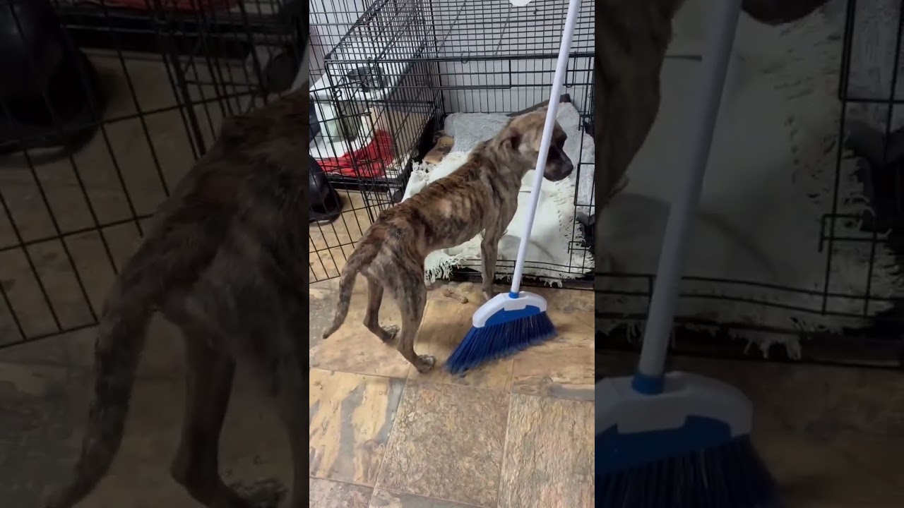 Body Score Of 1, Hurting Brindle Pup Needs URGENT Help To Survive What Comes Next... [STORY BELOW]