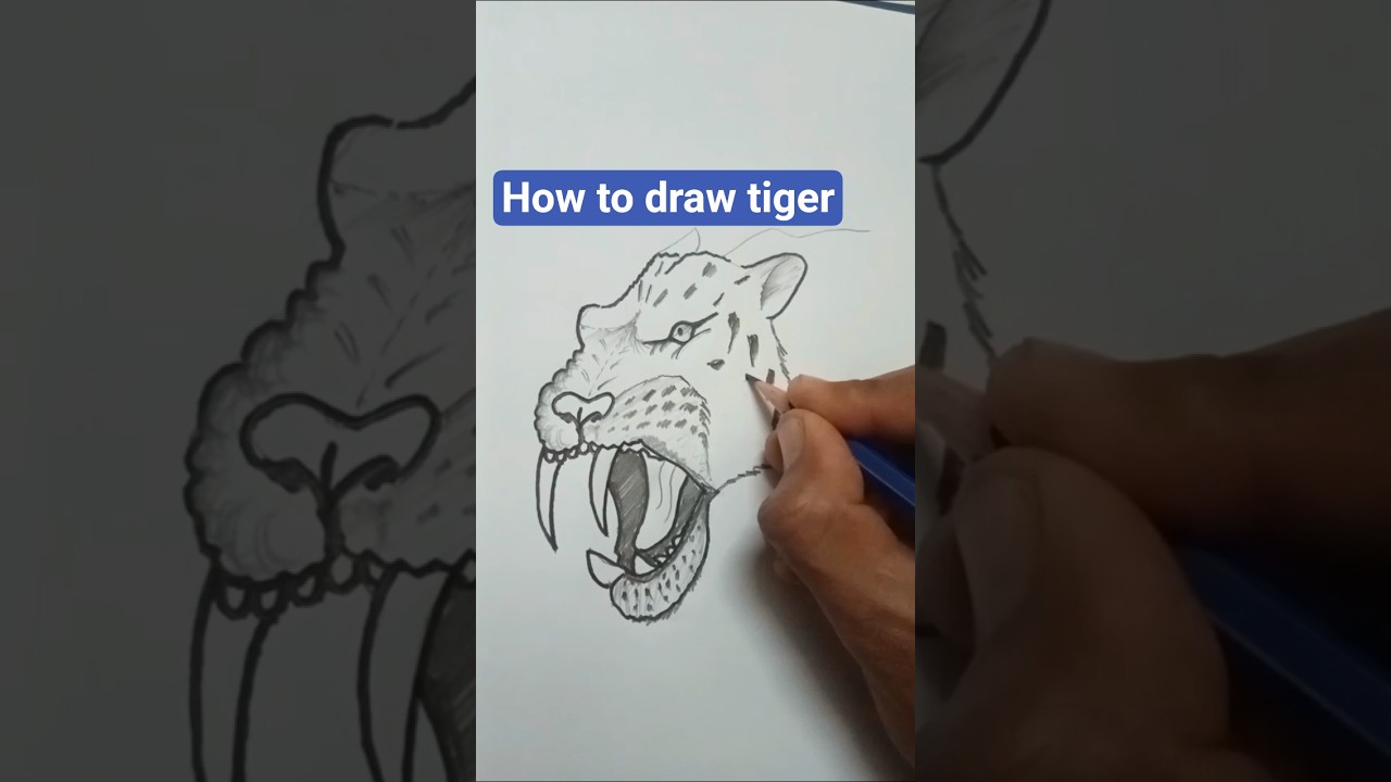 how to draw simple tiger