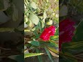rose flower🌷🥀ytshortsvideo #motivation viralshortsvideo 💕🌷