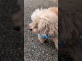 虫の声　 #shorts #トイプードル #おパンツカット