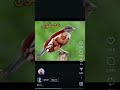 عصموز ميمز بيض 