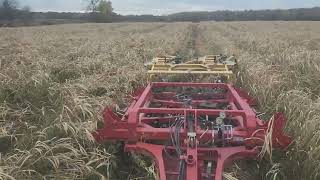 Destroying the Summer Cover Crop with the Cursebuster 