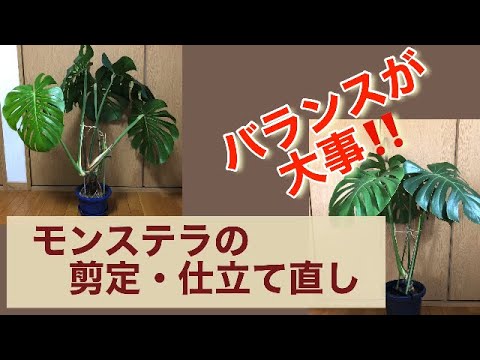 観葉植物 モンステラの剪定 仕立て直し Youtube