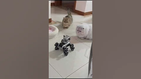 Watch the video about Munchkin Cats Stunned by Robot Dog! 😻🤖 (Their Reaction Is Priceless!)