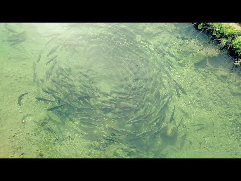 10 დეკემბერს, 12:15 საათზე - „ფერმა\"