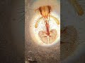 Fly mouthparts under the microscope