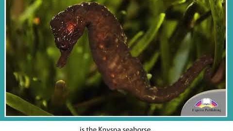 Aspect 11 grade Module 2 Unique Underwater Creatures