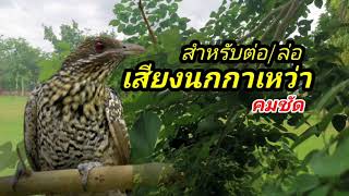 เสียงนกกาเหว่า​ สำหรับต่อ/ล่อ​ นก​  เสียงชัด​ 100% screenshot 5