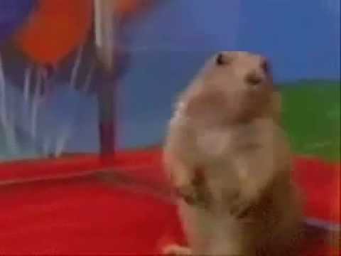 Dramatic Chipmunk.flv