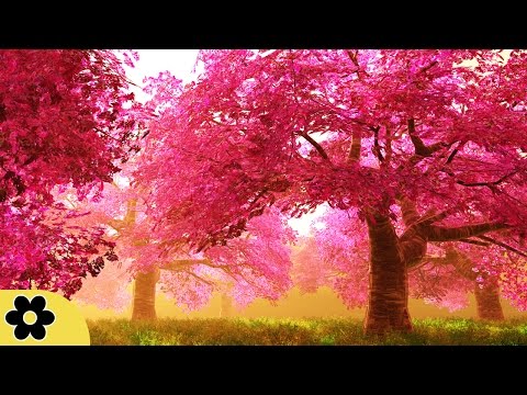 Music For Studying, Relaxing Music, Music For Stress Relief, Focus Music, Background Music, ✿2667C