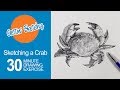 How to Sketch a Crab - Live Drawing Exercise