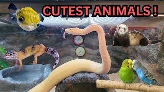 PETCO Animal Safari all animals at PETCO TOUR