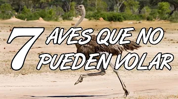 ¿Cuál es el único pájaro que no puede volar?