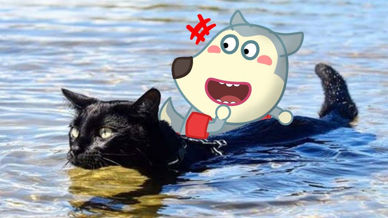 Cats Hate Bath Time 💦 Wolfoo in Real Life | Funniest Dogs and Cats