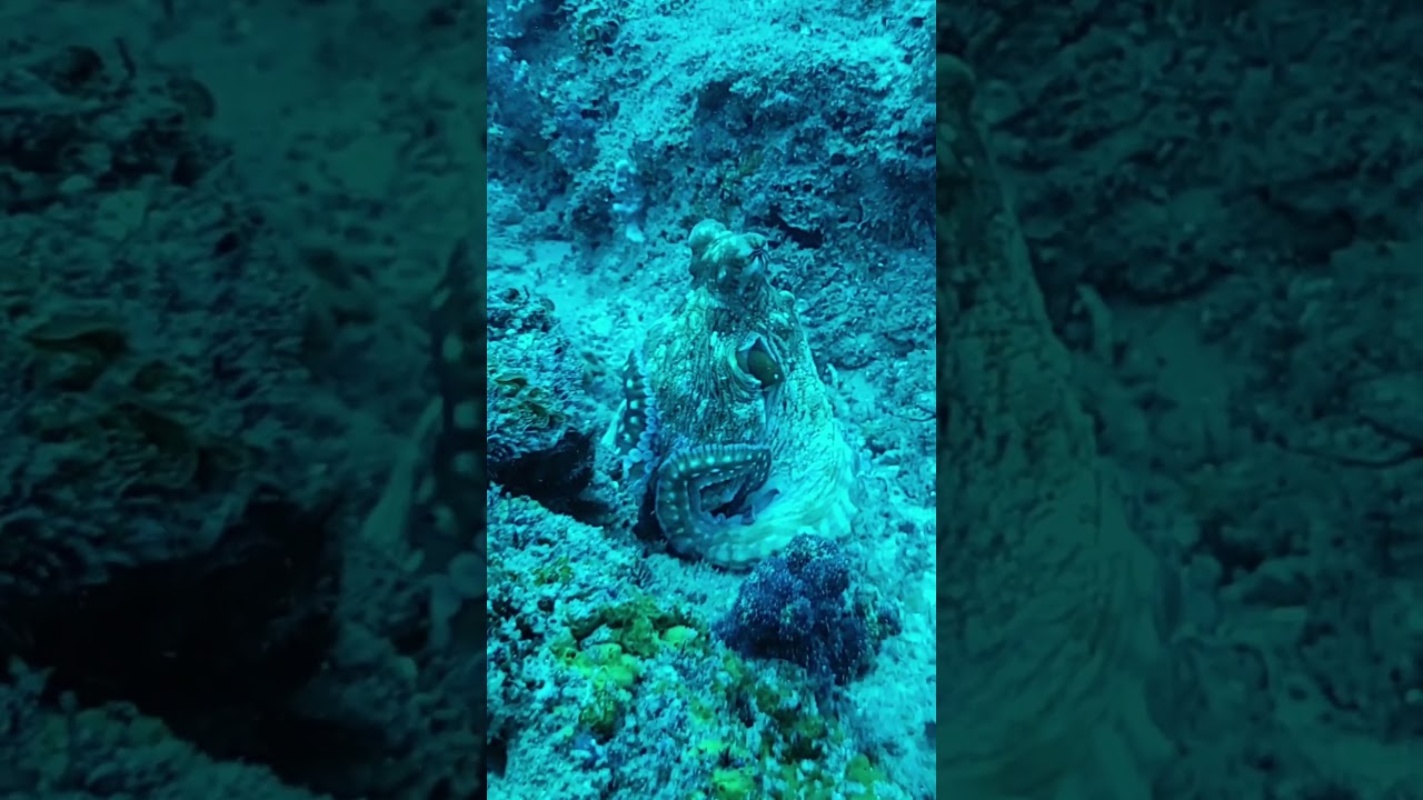 Huge Octopus!! Beautiful moves… Polvo gigante nas aguas de Moçambique. #octopus #underwater