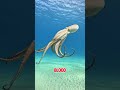 The Octopus Has 3 Hearts