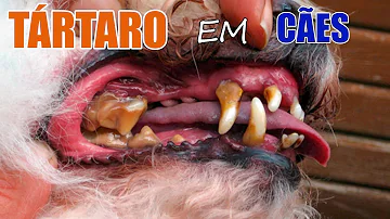 Que remédio usar para doença periodontal em cães?