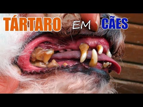 Vídeo: Como Os Dentes Podres Podem Afetar A Saúde Do Seu Cão