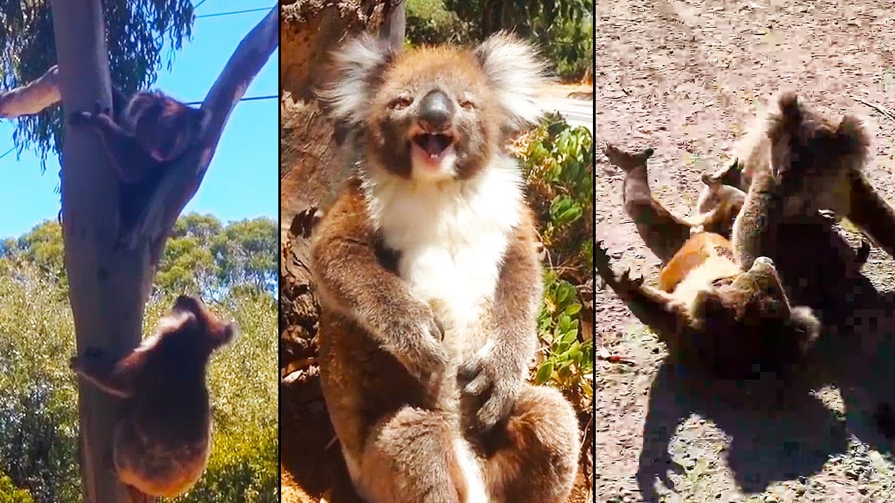 Ozzy Man Reviews Koala Tree Battles YouTube