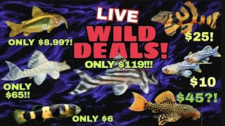 I Found Some Crazy Fish Deals. Plecos, Corys, Nano Fish, Shrimp & Rainbows! - Let Us Chill!!