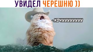 ХОЧУ ЧЕРЕШНЮ! ))) Приколы | Мемозг 1082