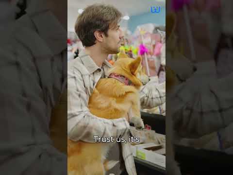 Your Dog Home Alone While At Work| Waggle
