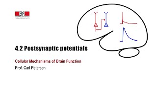4.2 Postsynaptic potentials