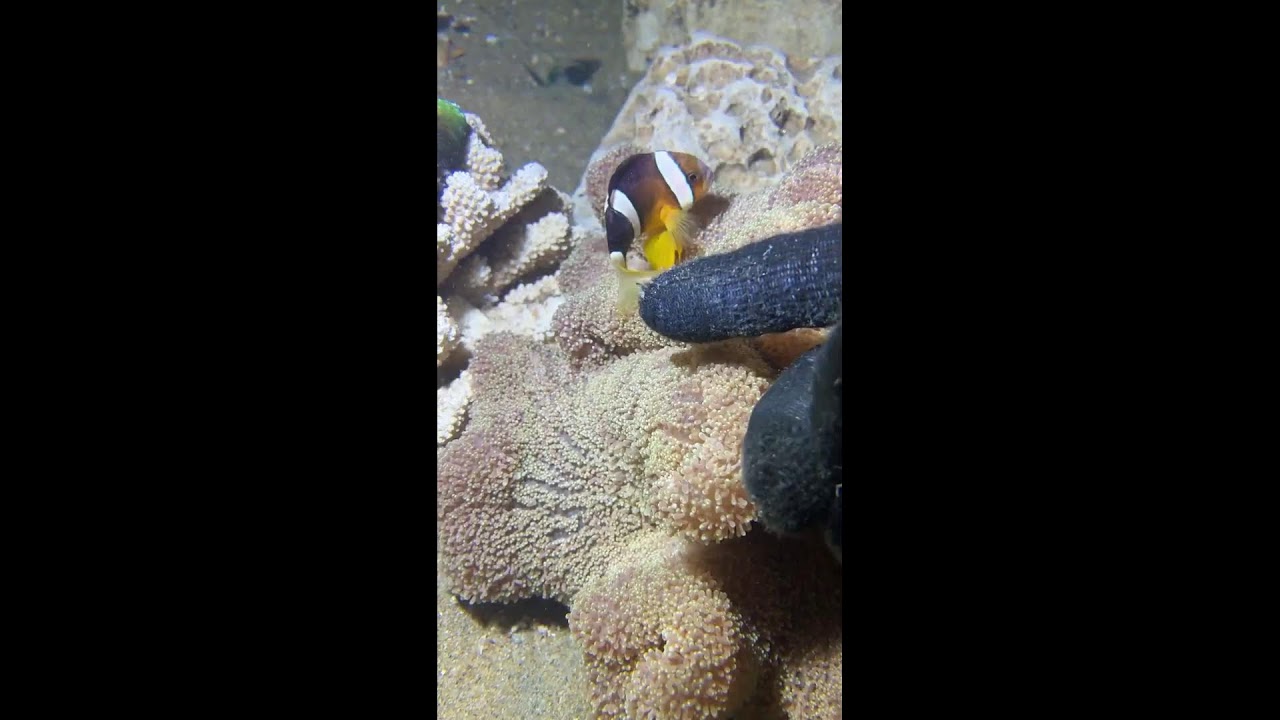 🔴【LIVE】Diving to catch big fish on the seabed 🦞2026-06-16🦀P02