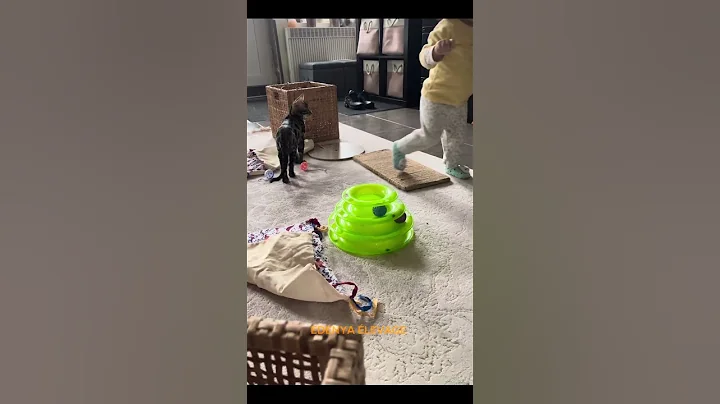 Video 11063381: bengalcat bengals cat kitten, catlover bengals bengalcat