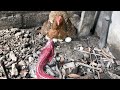 Brave Mother Chicken Protects The Eggs From The Red Cobra |  Snake tv