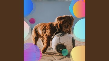 Alluring Backdrops for Resting Dog