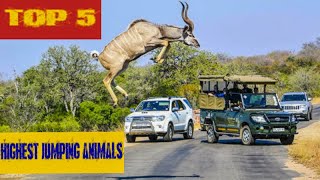 Top 5 Highest Jumping Animals in the World