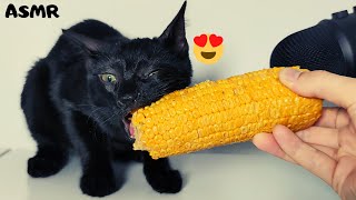 Cat eating corn ASMR