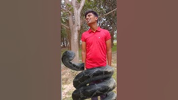 sanp ne jakar liya #youtube#shortsfeed #viral #shortsvideo #trex #sort #most views coming