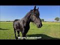 No! Where is your foal? I miss one! I'm in shock! a part of Saly her mane are gone! Friesian horses.