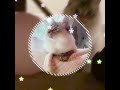 #cutecat #cutekittys #cuteanimals #funnycats