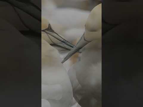 Mutual Preening - Northern Gannet (Morus bassanus)