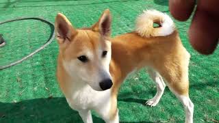 Playtime at Dogs On The Farm & Cats Too!